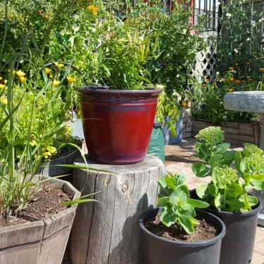 Sådan får du succes med stauder i krukker